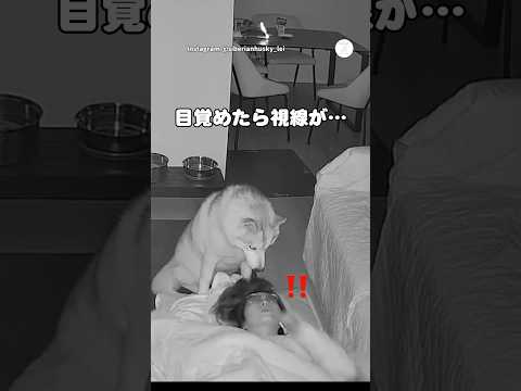 飼い主びっくり‼️目が覚めた瞬間これ　　　ハスキー　シベリアンハスキー 大型犬　犬のいる暮らし 犬