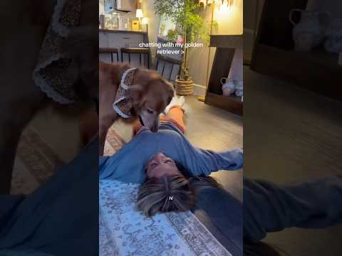 dog-tor coby to rescue🛟goldenpup puppy goldenpupppy dogbree…