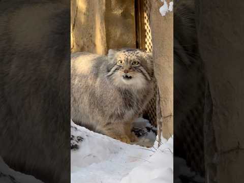 shorts バックヤードを食い入る様に見てうれしそうなナゴムくん　マヌルネコ　那須どうぶつ王国にて　2026年1月1… サムネイル