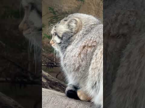 shorts ナゴムくんシッポ踏み〜😊　マヌルネコ　那須どうぶつ王国にて　2026年1月2日 サムネイル