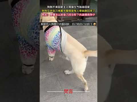 狗狗不肯回家主人假裝生氣獨自回家 狗狗見狀自己拽著衣服假裝有人牽就跑回來了 狗狗 拉布拉多可愛  意外 有趣 搞笑 d… サムネイル