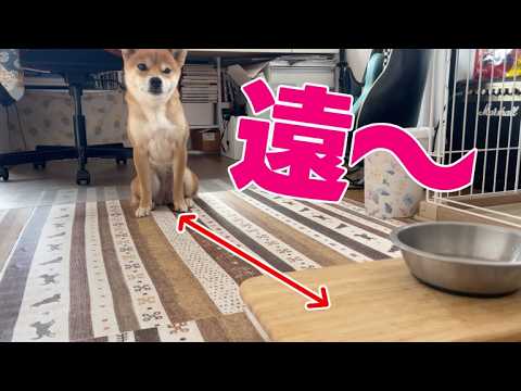 【柴犬小夏】日に日に遠くなるご飯待ちのお座り　ASMR サムネイル