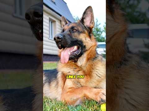 The 4 German Shepherd Lines You Need to Know shorts dog pet… サムネイル