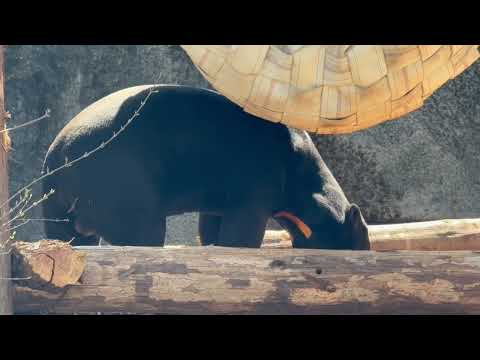 モグモグ マーチンくん 今度は台の上へ😊　マレーグマ　のんほいパークにて　2026年4月3日 サムネイル