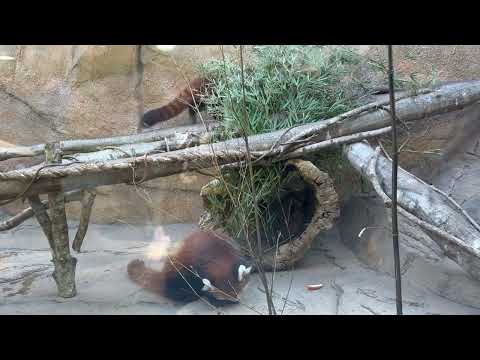 グミちゃんモナカちゃん親子 出勤！　レッサーパンダ　那須どうぶつ王国にて　2026年3月1日 サムネイル