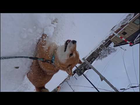 沈めたビート板の如く雪上に跳ねあがるモモさん達　沈む前に飛べばよかろう理論 サムネイル