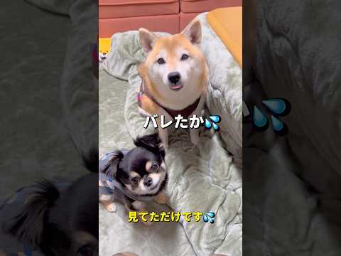 食いしん坊たち🐶🐶柴犬 チワワ shorts サムネイル