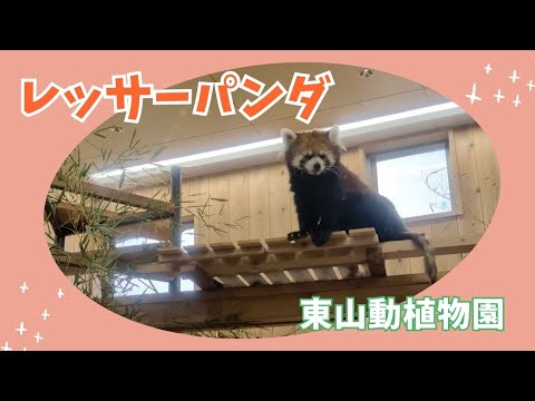 【東山動植物園】とっても可愛い💕レッサーパンダ✨ サムネイル