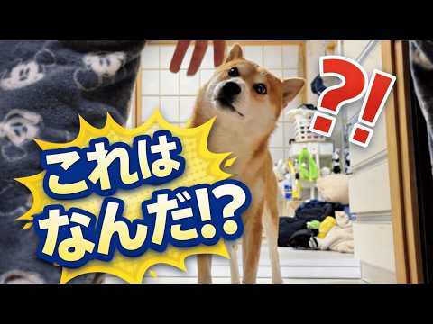 柴犬に例のズボンを見せたら想像以上の反応だった【あるじのステップ】 サムネイル