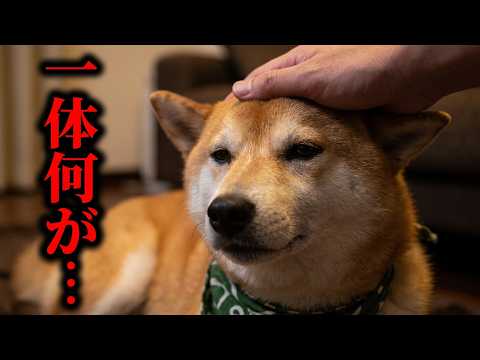 原因不明のSOSを送る柴犬・・・突然、息があがりパニックに・・・ サムネイル