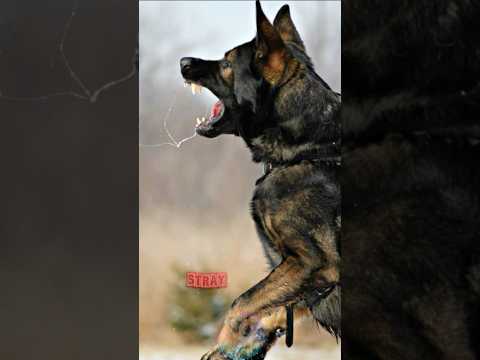 Why You Should NEVER Pet a Stray Dog’s Head shorts dog pets… サムネイル