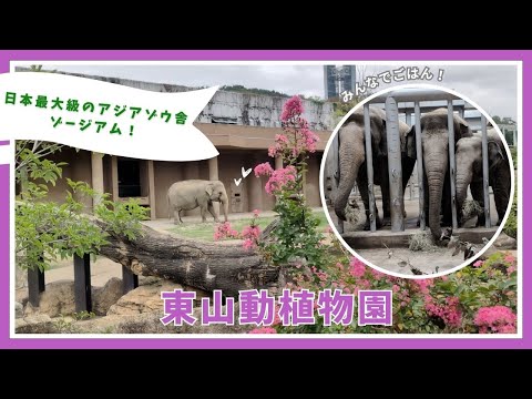 【東山動植物園】日本最大級のアジアゾウ舎ゾージアム！🐘🌺 サムネイル