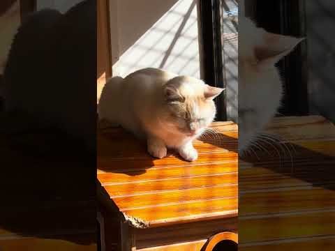 shorts タタンくんMIXの男の子　那須どうぶつ王国　IMG 0071 サムネイル