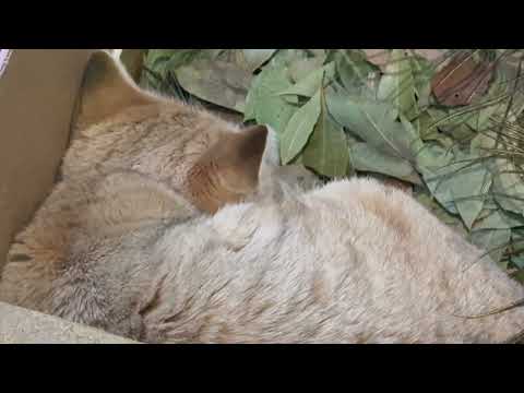 箱入りアミーラちゃん ぐっすり😅　スナネコ　埼玉県こども動物自然公園にて　2026年3月6日 サムネイル