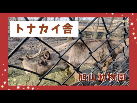 【旭山動物園】トナカイ舎🐐[Asahiyama Zoo] Reindeer House サムネイル