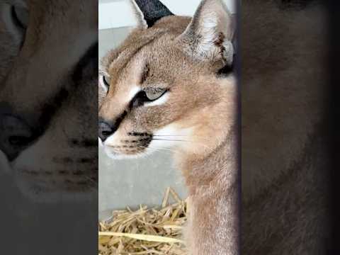 shorts カラカルのジナちゃん　ごかつら池どうぶつパーク　2026年1月24日 サムネイル