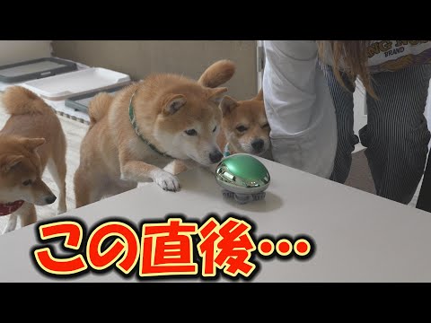 最先端技術のマシンに、腰を抜かしてしまう柴犬が続出しました・・・ サムネイル