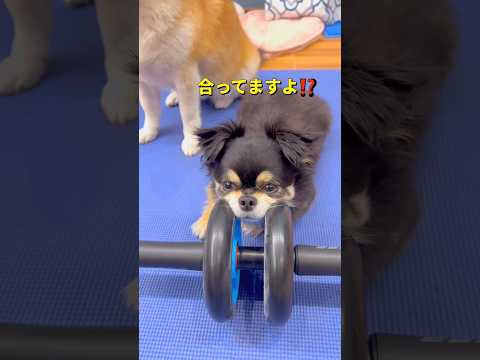 運動？😂柴犬 チワワ shorts サムネイル