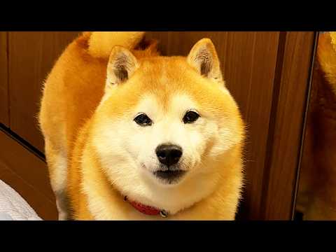 声だけ聞こえる知らないおじちゃんに会いたいんだと、犬語で熱心に話しかけてくる柴犬 サムネイル