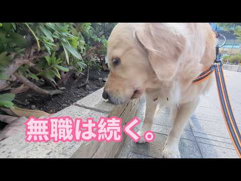 無職を満喫中。ゴールデンレトリバーティト サムネイル