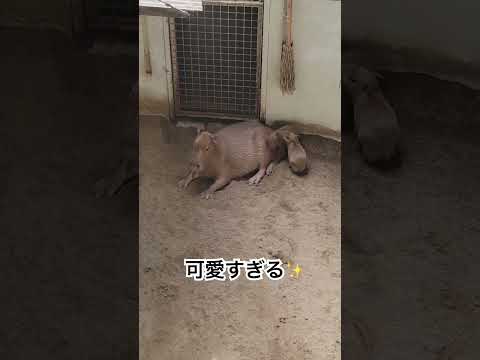 お母さんも飼育員もメロメロになった可愛い様子♫shorts カピバラ capybara サムネイル