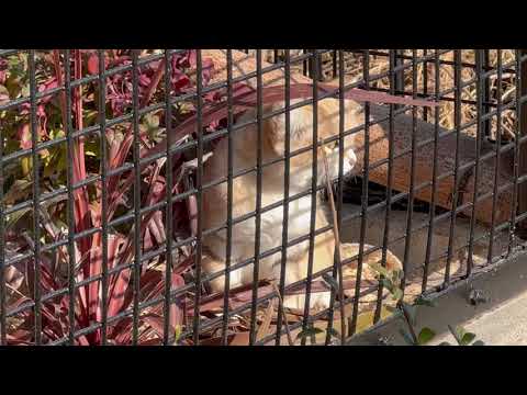 ジウちゃん　お外でハムハム❣️ スナネコ　ごかつら池どうぶつパーク　2026年1月24日 サムネイル