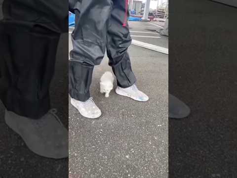 旦那が子猫拾ってきた。昨日から現場で泣いてたらしい。 子猫 白猫 野良猫 保護猫 サムネイル