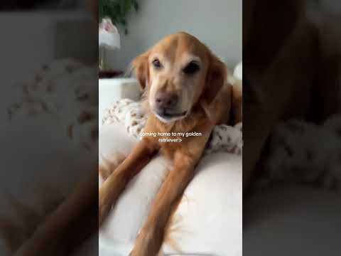 coming home to my golden retriever❤️india retreiver dog pup… サムネイル