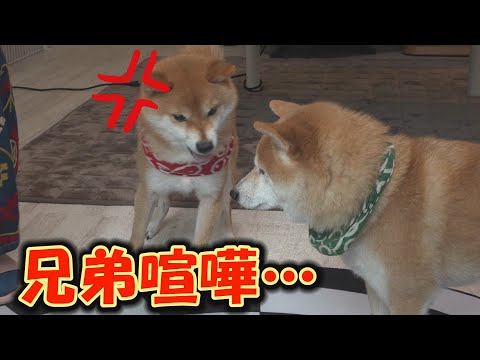 ノリの悪い弟に兄柴犬が注意すると、クスッと笑えちゃう兄弟喧嘩が始まりました。 サムネイル