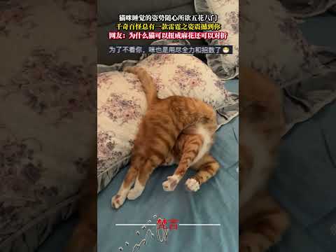 貓咪睡覺的姿勢隨心所欲五花八門千奇百怪總有一款雷霆之姿震撼到你 貓 意外 有趣 萌寵 cat cute pets fu… サムネイル