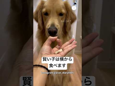 横からいくと思ったら、鼻からいったw  ゴールデンレトリバー 大型犬　犬　面白い　犬のいる暮らし サムネイル