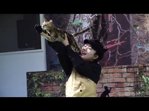 今日はMCおねえさんデビュー戦！いっぱい頑張りました！！　なかなか見れない猫によるショー ザ・キャッツ　那須どうぶつ王… サムネイル