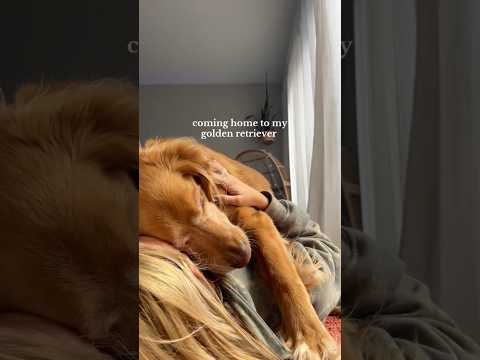 coming home to my golden retriever🥵goldenretreivers dog pup… サムネイル