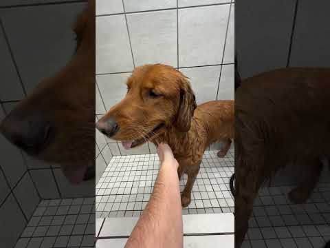 He even pooped inside the store 🤦‍♂️🤣 サムネイル