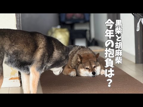 今年の目標を柴犬2頭が発表？ サムネイル