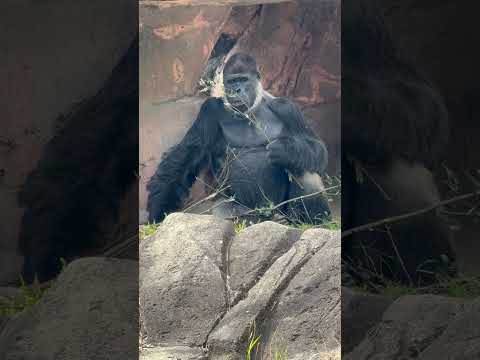 モグモグ モンタくん　ニシゴリラ　千葉市動物公園にて　2026年4月18日 サムネイル