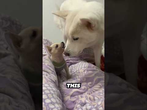 When your best friend is way bigger than you 😂 サムネイル