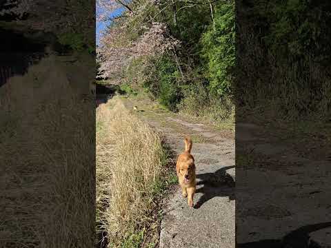 ゴールデンレトリバーにも春が来た ゴールデンレトリバー 大型犬のいる生活 癒し 桜 goldenretriever 山… サムネイル