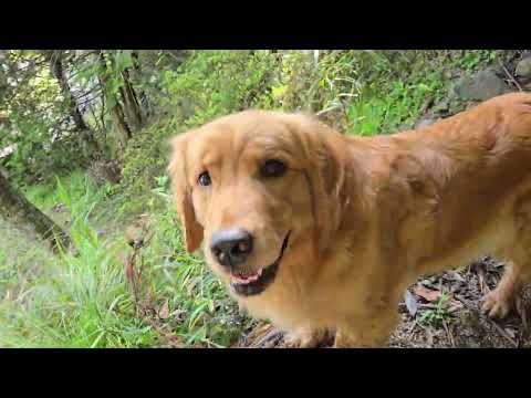 ビスの筍好きは父親イブキからの遺伝？ サムネイル