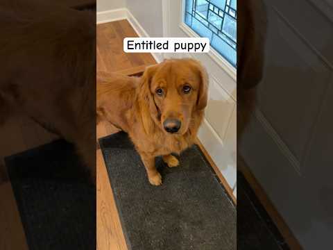 Rude Dog🙄 サムネイル