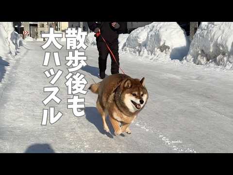 実は2歳？散歩後に大暴れするシニア犬 サムネイル