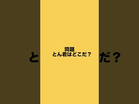 柴犬とん君を見つけてね！　柴犬　柴犬とん サムネイル
