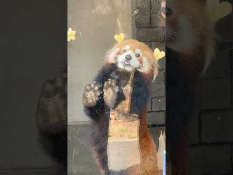 shorts ニーコちゃん　おリンゴ🍎タイム　レッサーパンダ　浜松市動物園　2026年3月15日 サムネイル