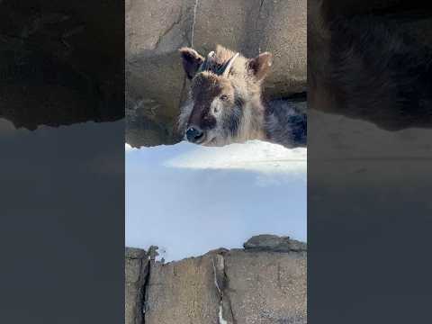 shorts 雪とミカゲくん　ニホンカモシカ　那須どうぶつ王国　2026年1月12日 サムネイル