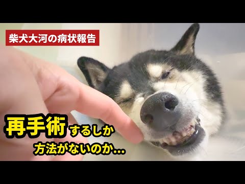 もう再手術しかない？！柴犬大河の最新の病状報告 サムネイル