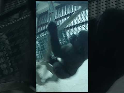 Gorilla Ringo室內攀爬玩耍 gorillatag taipeizoo 金剛猩猩 台北市立動物園 サムネイル