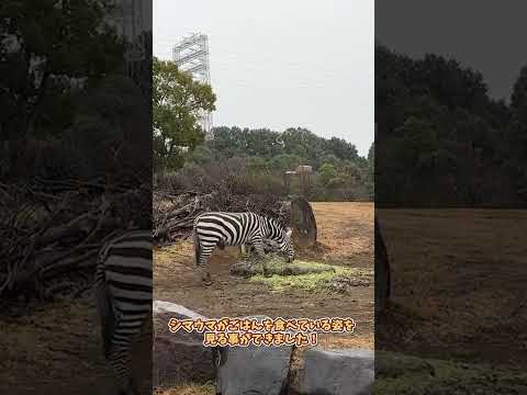 【よこはま動物園ズーラシア】アフリカのサバンナ🦒🦓🐐🐆　shorts サムネイル