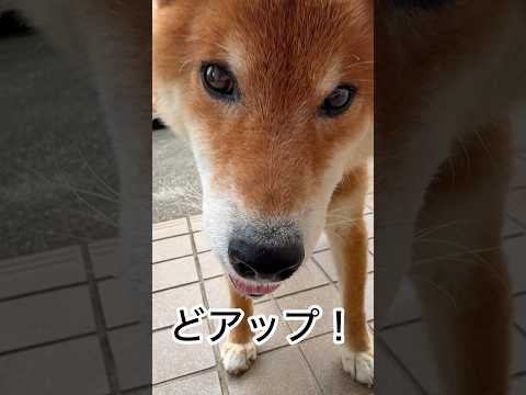 ’26.9.9 力丸のお散歩…絶好調! 柴犬 柴犬のいる暮らし 柴犬の日常 shibainu お散歩 カメラ目線 力丸