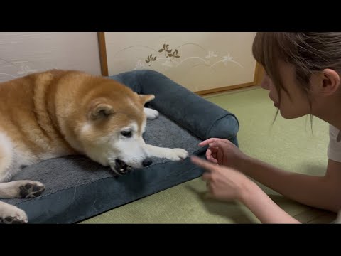 柴犬福 大荒れの姉と柴犬の戦い🤣Sister vs Shiba Inu🤣 サムネイル