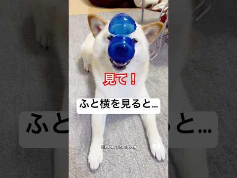 ふと横を見ると‼️必死にアピールする柴犬　　　柴犬　白柴　犬　かわいい犬 面白い